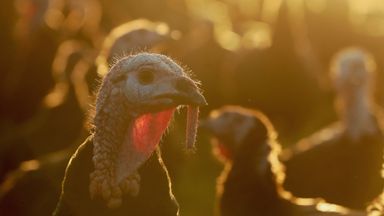 Turkeys are being culled after bird flu outbreaks across the country